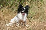 EPAGNEUL PAPILLON 186